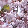 メジロと緋寒桜　IMG_1745m