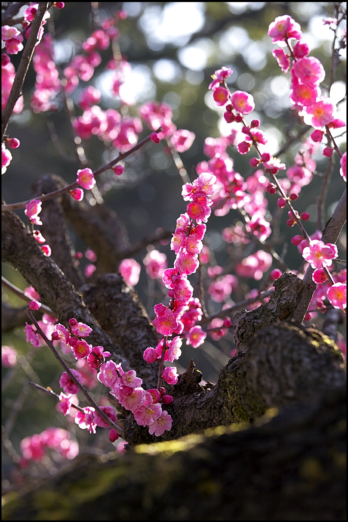 梅の花　IMG_2009m