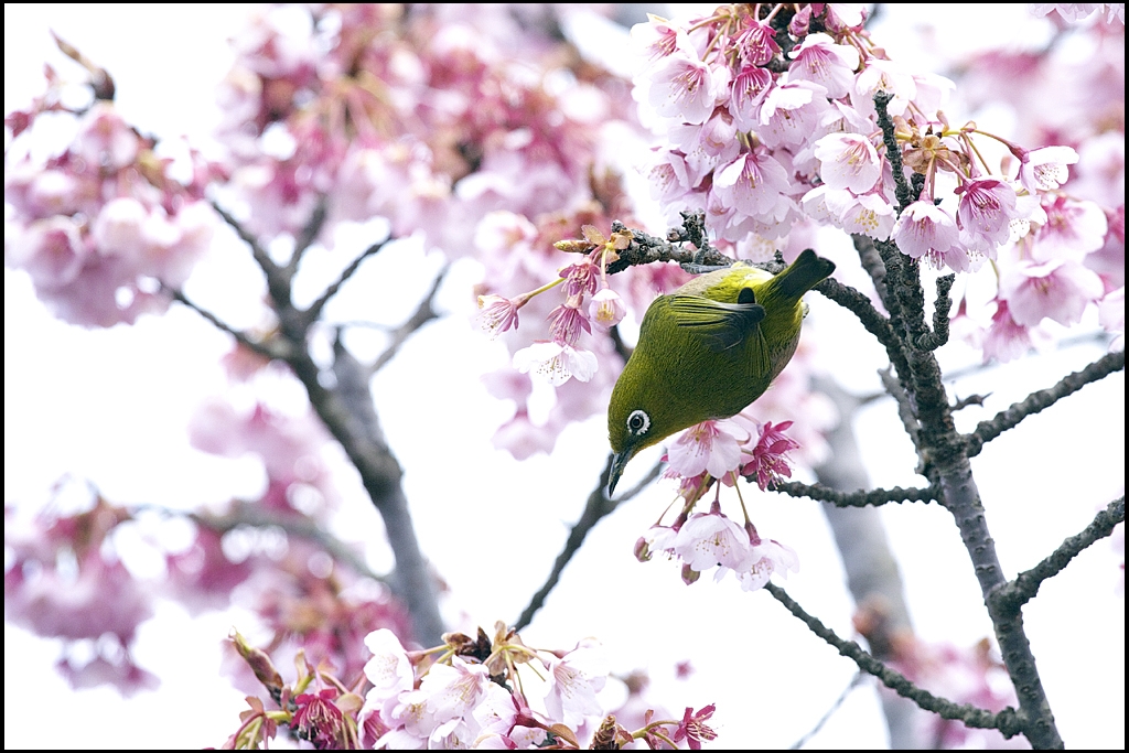 メジロと緋寒桜　IMG_1779m