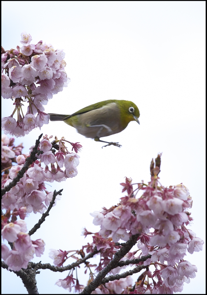 メジロと緋寒桜　IMG_1769m