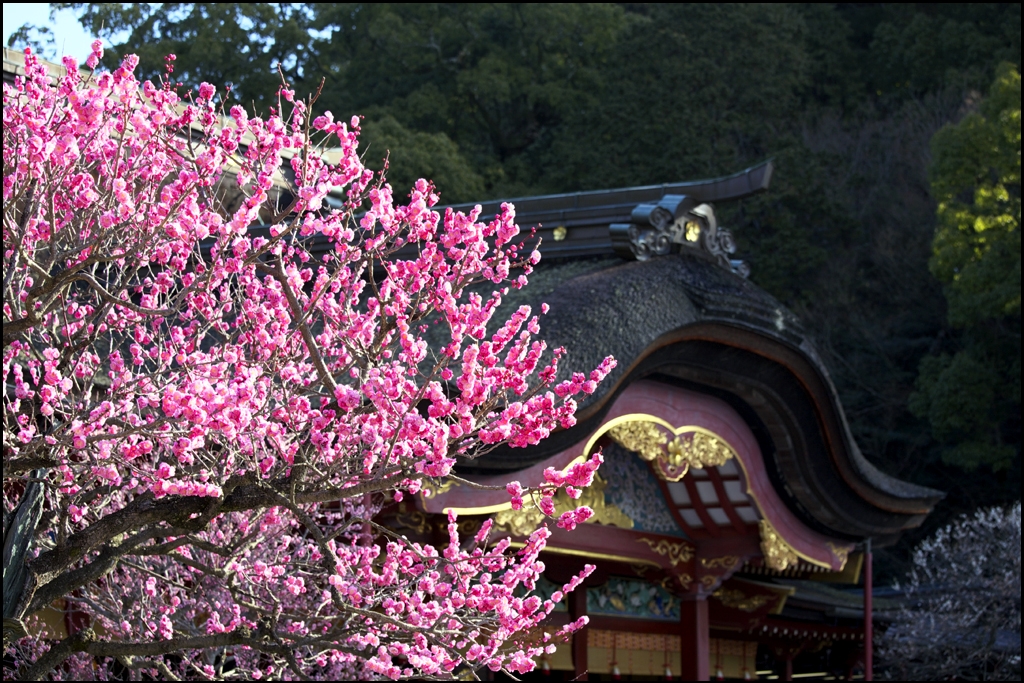 梅の花　IMG_2001m