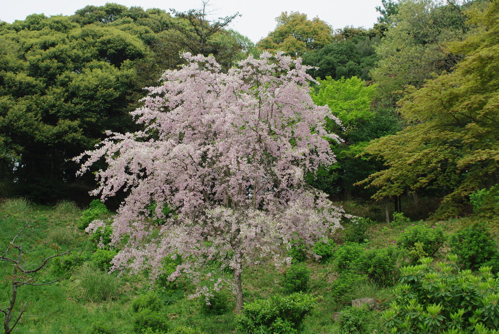 枝垂れ桜－１