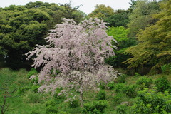 枝垂れ桜－１