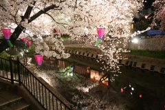 五条川の夜桜