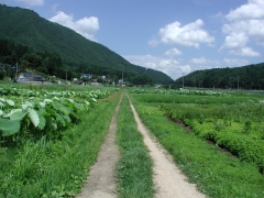 田舎のあぜ道