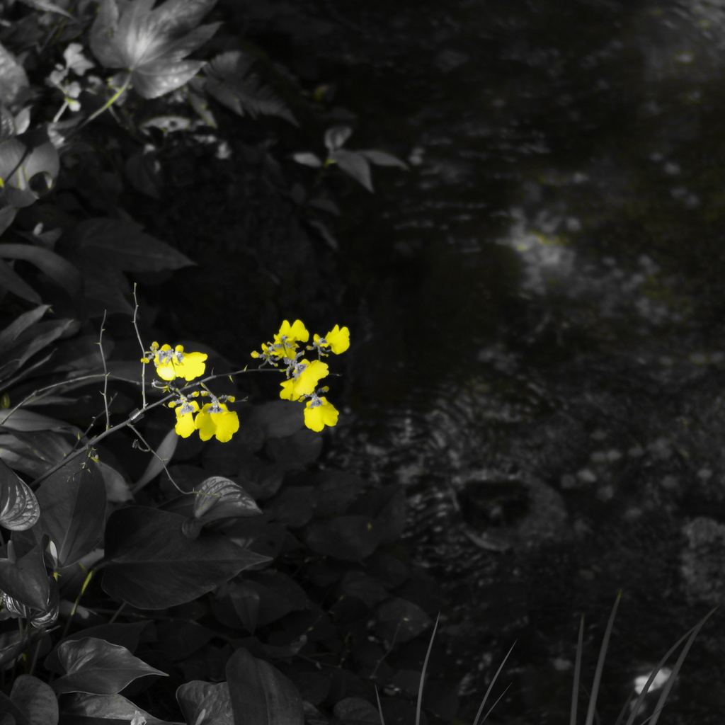 一輪の花