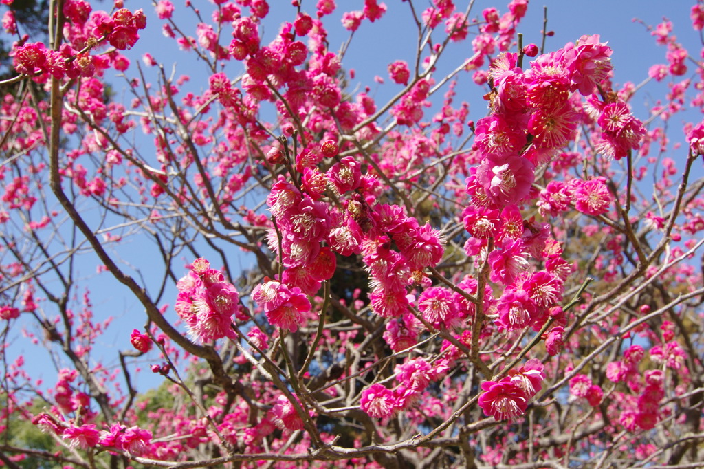 Blooming