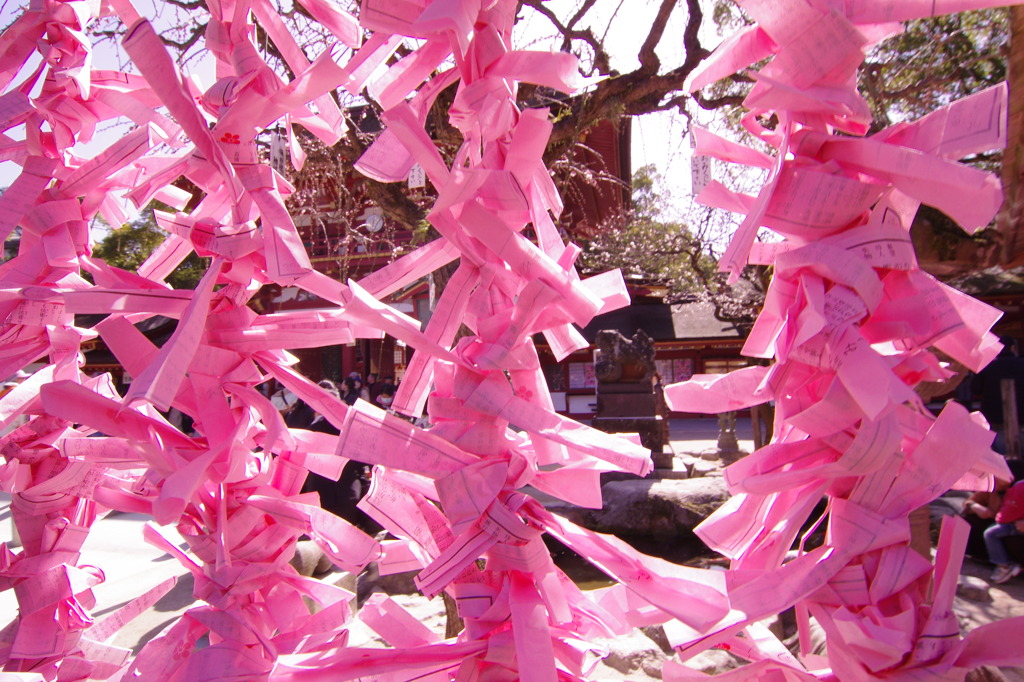 The Pink 2