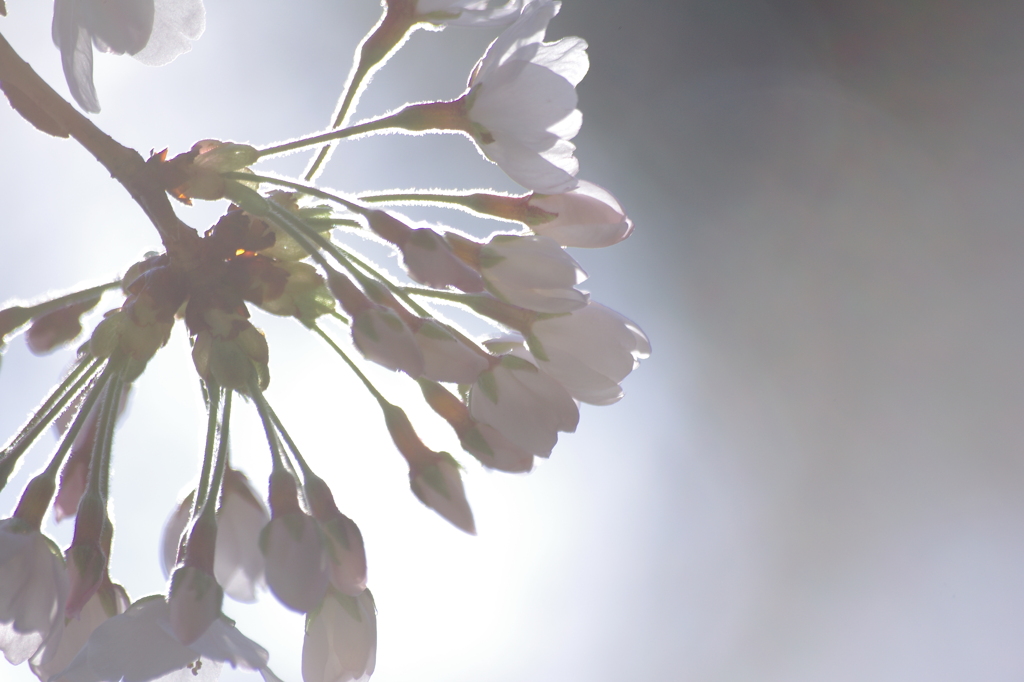Sakura_シルエット２