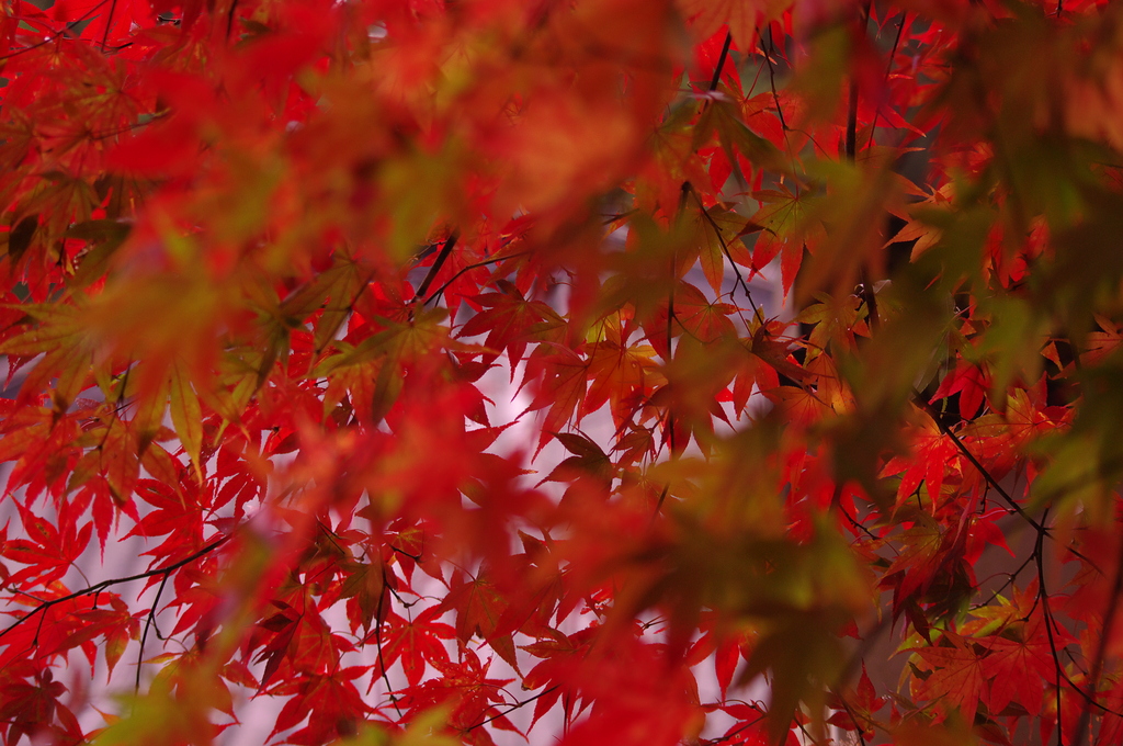 紅葉の雨