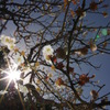 UME