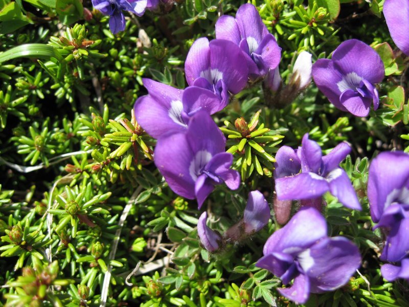 駒ヶ岳の高山植物1