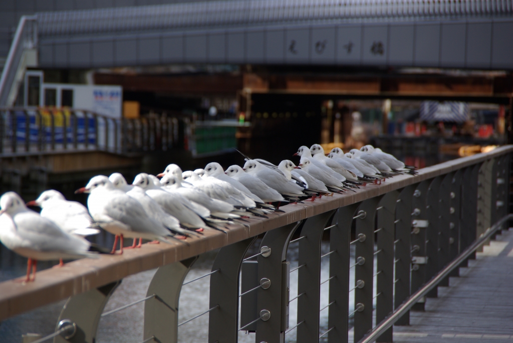 道頓堀のカモメたち