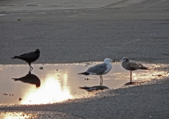 夕日と海鳥