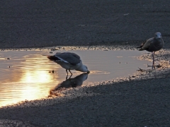 夕日と海鳥
