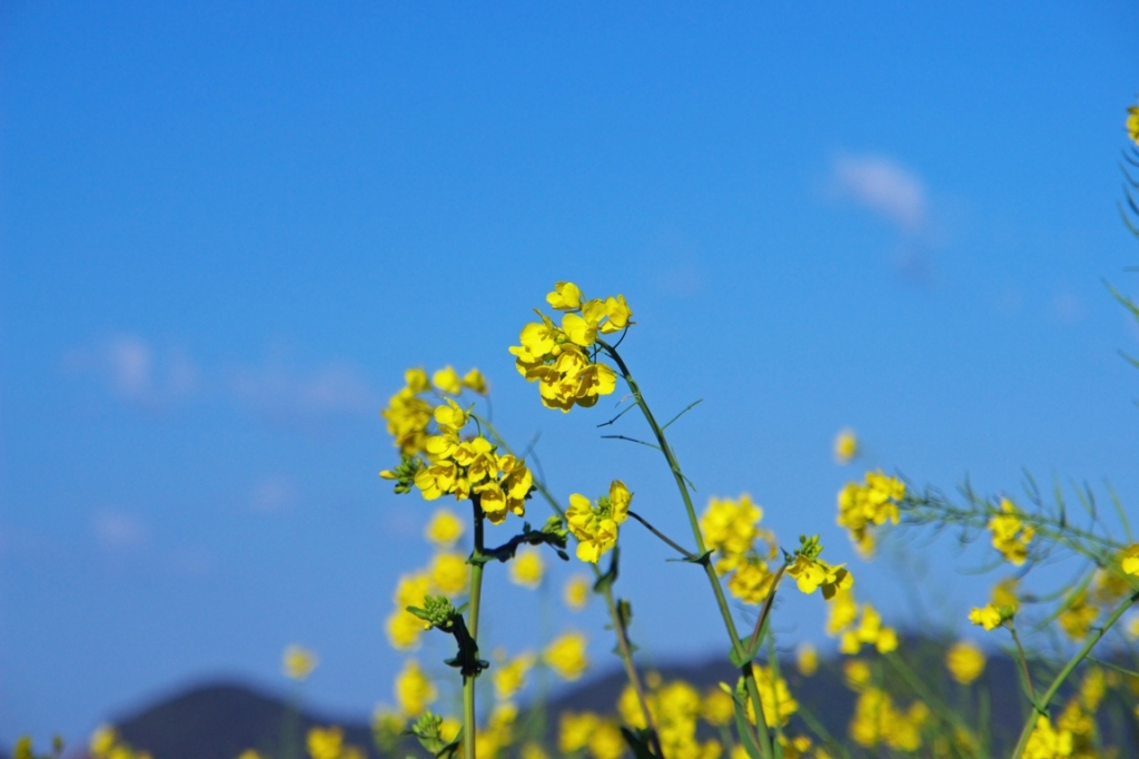 菜の花