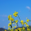 菜の花