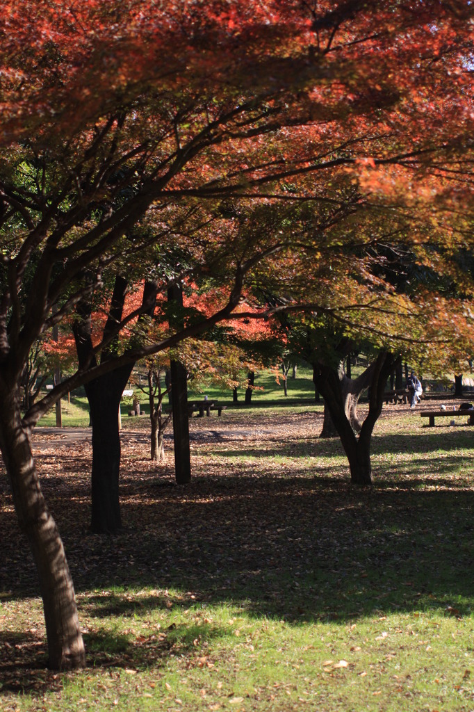 もっと紅く