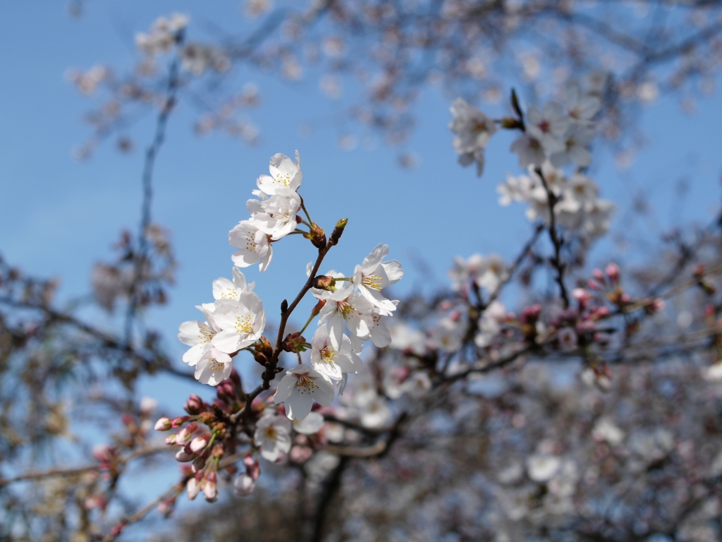 桜