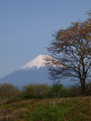 春の富士山　２