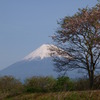 春の富士山　２