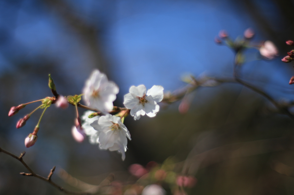 開花