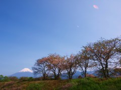 春の富士山