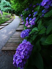 紫陽花の散歩道