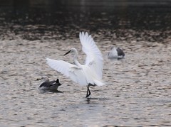 小鷺、踊る