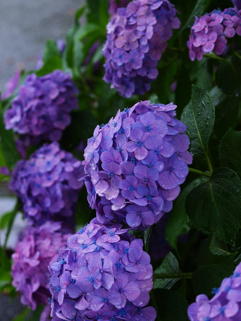 やっぱり雨が好きッ！！