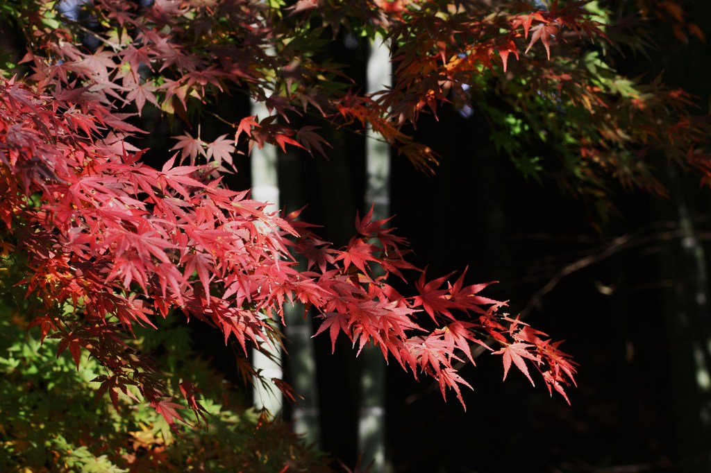 紅葉