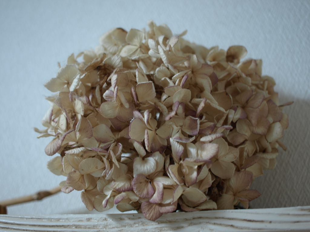 Dry Flower