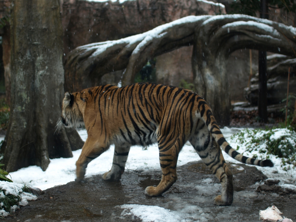 2008年━雪の動物園