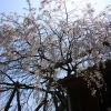 見上げる石畳の枝垂れ桜