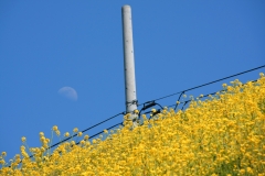 菜の花・線路・月