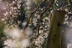 内子石畳のしだれ桜