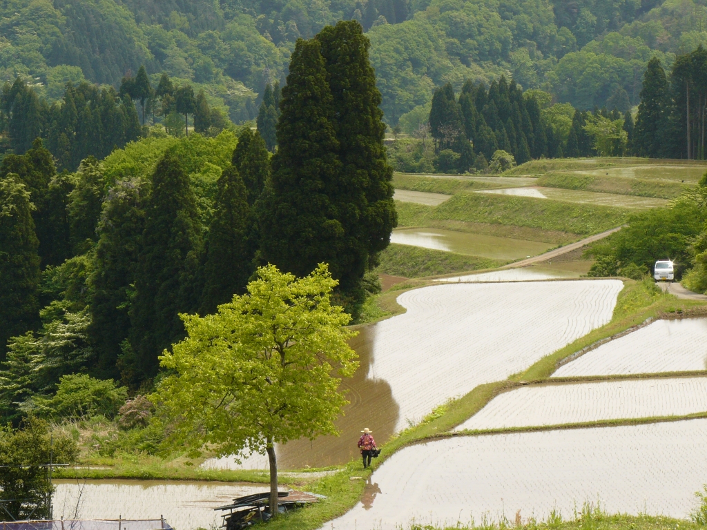 棚田