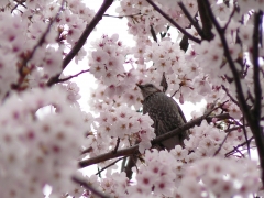 ひよどりと桜