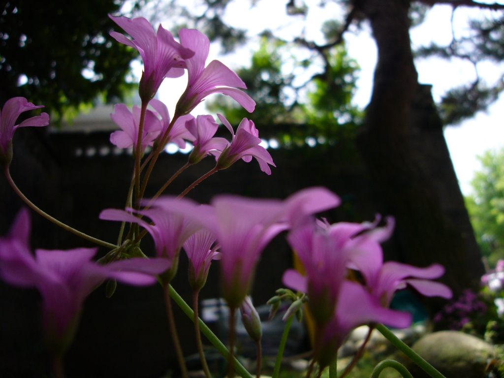 庭の花