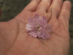 また来年．．．