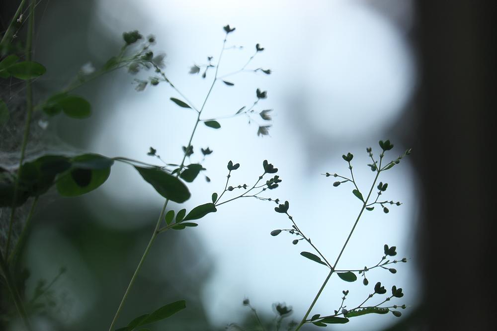 夏草