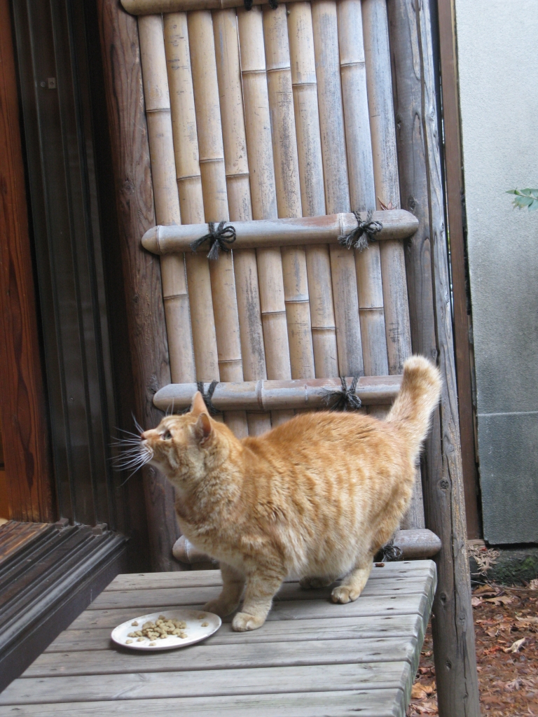 エサがもっと欲しいの