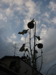 夏の空