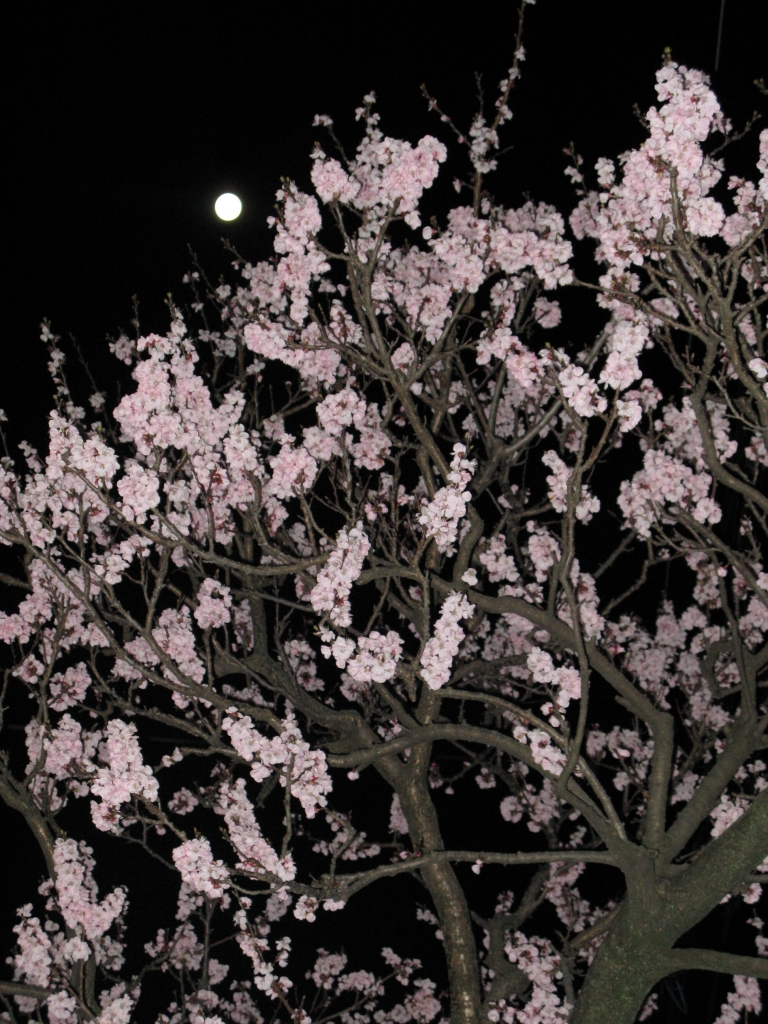 月夜に梅