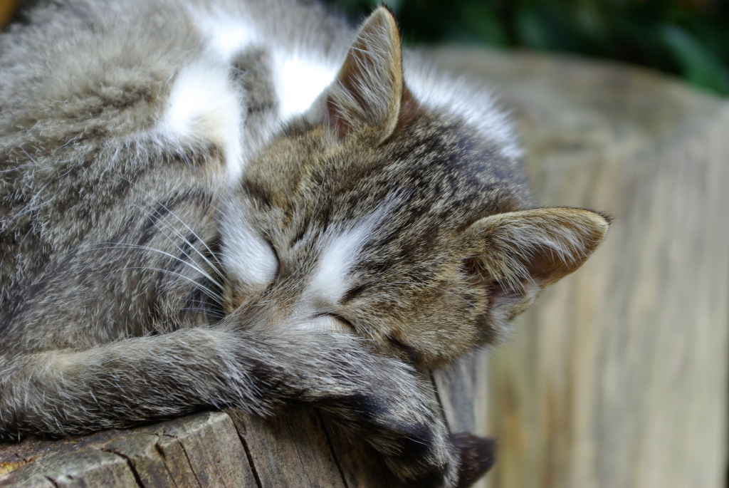 眠り猫