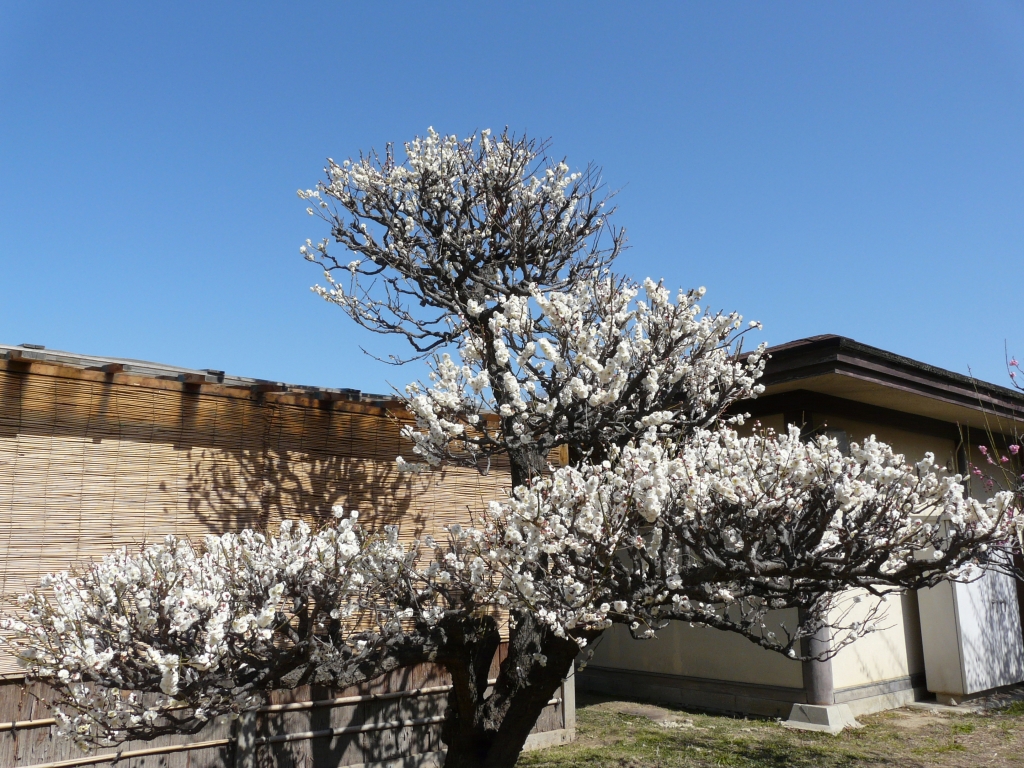 梅　その６