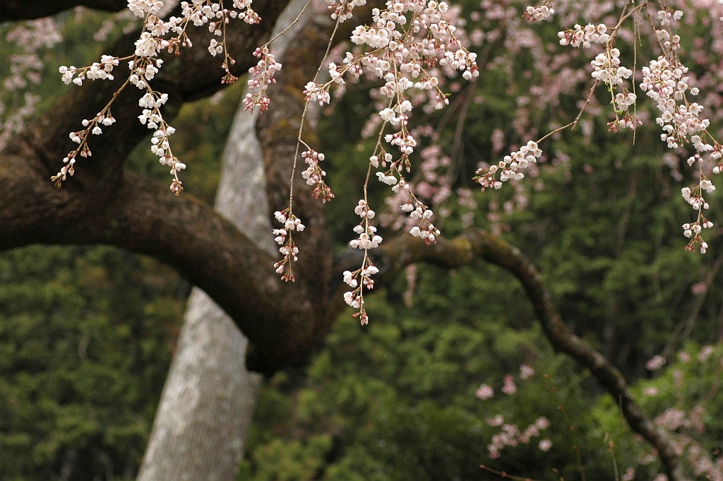 秋葉の枝垂桜