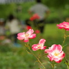 公園のバラ