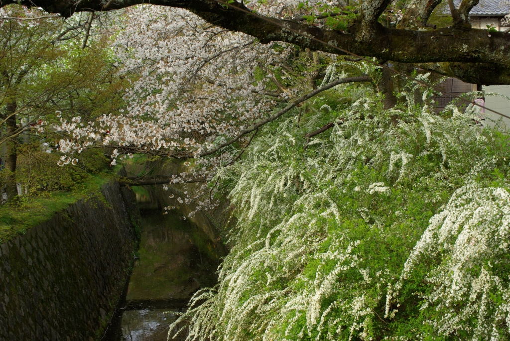 疎水を彩る