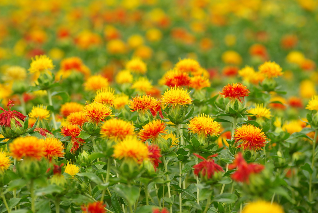黄金のお花畑